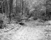 Wooded Area