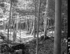 Forested Area