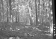 Slope in Forest
