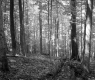 Forest Area