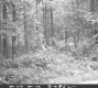 Forest Area