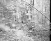 Forest Area