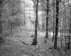 Forested Area