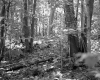Forested Area