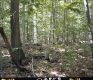 Forested Area