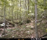 Forested Area