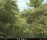 Tree Tops in Forest