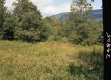 Field and Trees