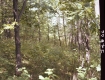 Forested Area