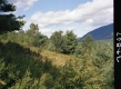 Slope with Grass and Plants