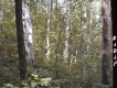Forested Area