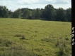 Field and Trees