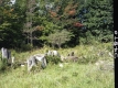 Tree Stumps
