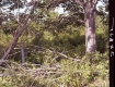 Fallen Tree Branches