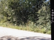 Dirt Road and Trees