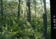 Ferns in Forest