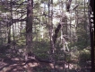 Coniferous Trees