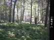 Ferns in Forest