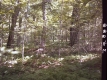 Forested Area