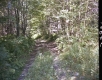 Forest Road