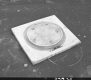 Bearing Device