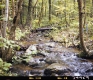 Stream in Forest