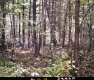 Forested Area