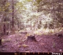 Stump in Forest