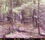 Stump in Forest
