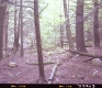 Forested Area
