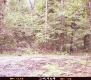 Area before Trees