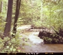 Stream in Forest
