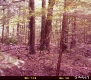 Forested Area