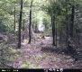 Forested Area