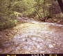 Stream in Forest