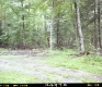 Grass by Forest