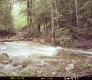 Stream in Forest