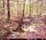 Small Stream in Forest