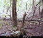 Wood Post by Fallen Tree