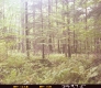 Forest Area