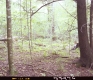 Forest Area