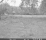 Field Surrounded by Trees