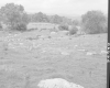Field with Rocks