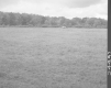 Field and Trees