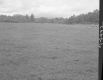 Field and Trees