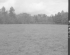 Field and Trees