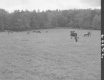 Cows in Field