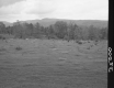 Field with Plants