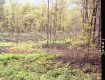 Forested Area
