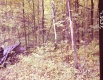 Forested Area
